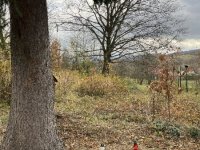 IMG_5443