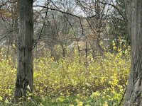 IMG_5454