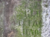 IMG_0408