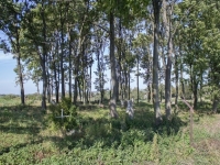 pniowno_08