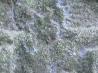 lypna_67