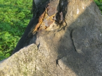 pelnia_63
