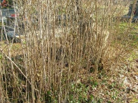 letownia-1