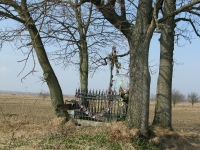 dzikowstary_017