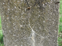korownyki_48