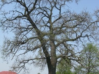 korolowka_11