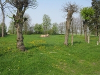 rozanka_087