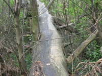 wyryki_734