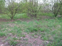 wyryki_599